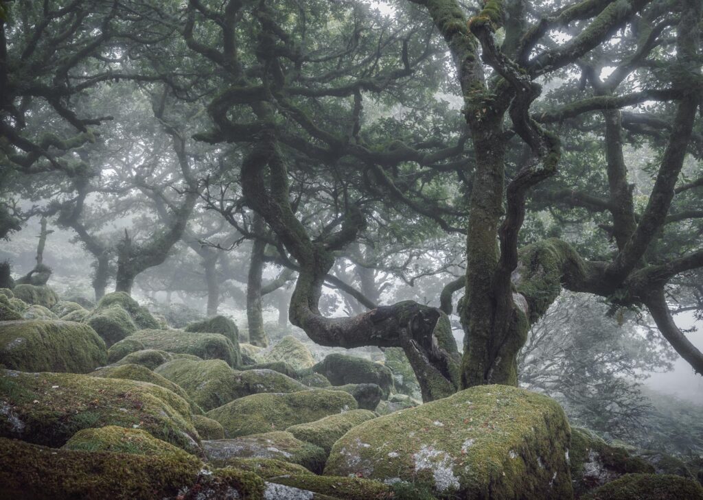 Wistman's Wood | Twisting Oak