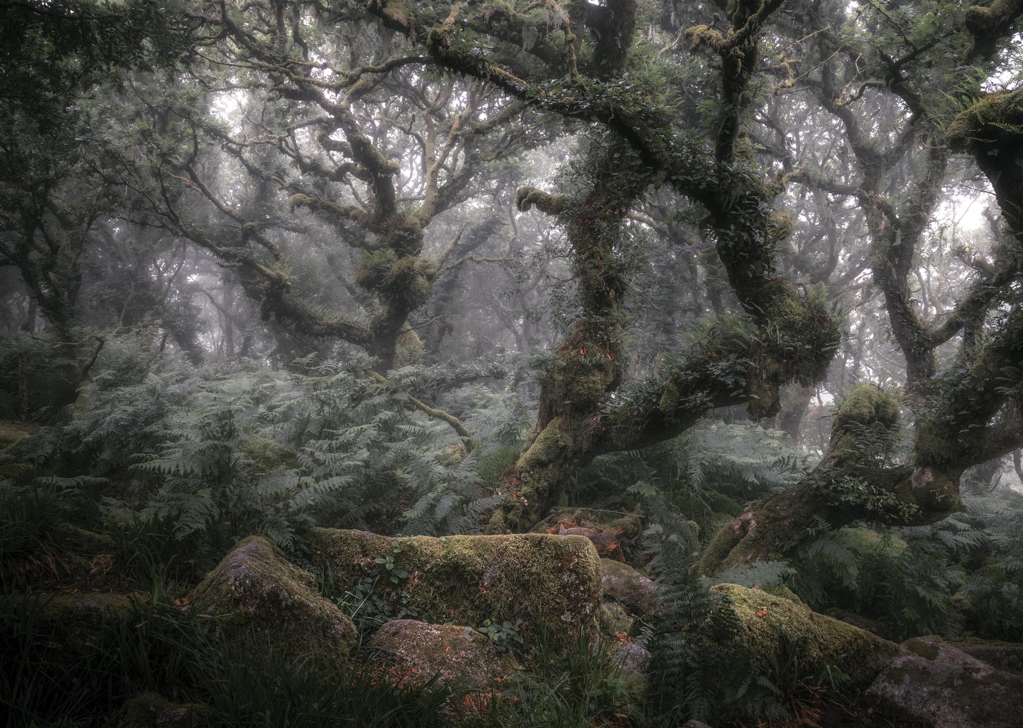 Wistman's Wood | Little Eccentrics